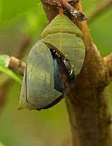 Blue Morpho (Morpho peleides) end of pupal stage with chrysalis opening. Sequence 5 of 9. Costa Rica.