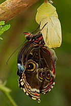 Blue Morpho (Morpho peleides) butterfly after emerging from crysalis with wings still expanding. Sequence 7 of 9. Costa Rica.