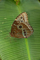 Blue Morpho (Morpho peleides) female on leaf. Costa Rica.