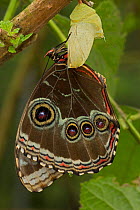 Blue Morpho (Morpho peleides) butterfly after emerging from crysalis with wings now fully extended. Sequence 9 of 9. Costa Rica.
