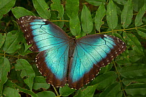 Blue Morpho (Morpho peleides) with wings open showing irridescent blue. Costa Rica.