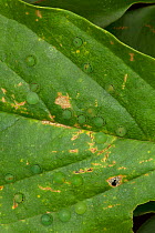 Blue Morpho (Morpho peleides) eggs on leaf. Costa Rica.