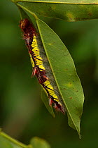 Blue Morpho (Morpho peleides) caterpillar on leaf. Costa Rica.