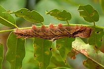 Blue Morpho (Morpho peleides) caterpillar. Costa Rica.