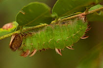 Blue Morpho (Morpho peleides) caterpillar nearing pupal stage. Costa Rica.