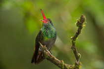 Rufous Tailed Hummingbird (Amazilia tzacatl) calling. Costa Rica.