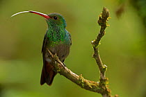 Rufous Tailed Hummingbird (Amazilia tzacatl) with tongue extended. Costa Rica.