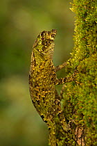 Pug faced / Pug nosed Anole (Norops capito). Costa Rica.