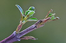 Dogwood (Cornus sanguinea) buds in spring. Dorset, UK, March 2012.