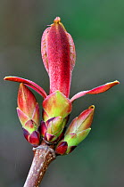Norway Maple (Acer platanoides) buds breaking in spring. Dorset, UK, April 2012.