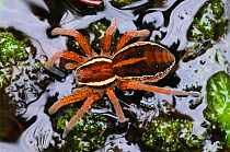 Female Raft / Swamp Spider (Dolomedes fimbriatus) on water. Arne, Dorset, UK, July 2012.