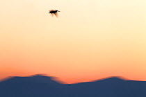 Dalmatian Pelican (Pelecanus crispus) flying over the distant mountains at sunrise. Lake Kerkini, Greece, March 2012.