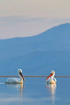 Dalmatian Pelicans (Pelecanus crispus) resting on water. Lake Kerkini, Greece, February 2012.