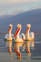 Three Dalmatian Pelicans (Pelecanus crispus) portrait on lake. Lake Kerkini, Greece, March 2012.