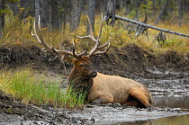 Bull Elk (Cervus canadensis) resting by water. Autumn in Banff National Park, Alberta, Canada, October.