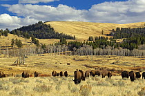 American Buffalo / Bison (Bison bison) grazing in open plains. Yellowstone National Park, Wyoming, October.