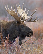 Bull Moose (Alces alces) in profile with antlers. Grand Teton National Park, Wyoming, October.
