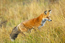 American Red Fox (Vulpes vulpes) in grass. Yellowstone National Park, Wyoming, October.