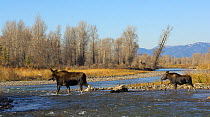 Moose (Alces alces) mother and baby crossing Gros Ventre River in the Grand Tetons. Grand Teton National Park, Wyoming, October.
