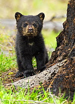 American Black Bear (Ursus americanus) cub. Yellowstone National Park, Wyoming, June.
