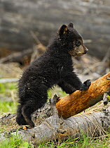 American Black Bear (Ursus americanus) cub. Yellowstone National Park, Wyoming, June.