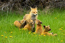 American Red Fox (Vulpes vulpes) mother with four pups in a meadow, Grand Teton National Park, Wyoming, June 2008.