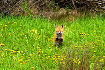 American Red Fox (Vulpes vulpes) cub running in a meadow , Grand Teton National Park, Wyoming, June.