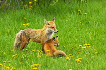 American Red Fox (Vulpes vulpes) mother and cub with its mother in a meadow, Grand Teton National Park, Wyoming, June.