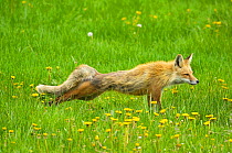 American Red Fox (Vulpes vulpes) stretching in a meadow of dandelions. Grand Teton National Park, Wyoming, June.