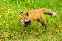 American Red Fox (Vulpes vulpes) running in Grand Teton National Park, Wyoming, June.