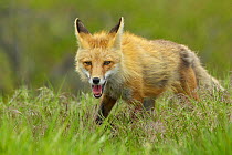 American Red Fox (Vulpes vulpes) portrait. Grand Teton National Park, Wyoming, June.
