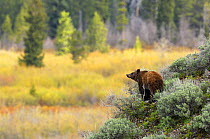 Grizzly Bear (Ursus arctos horribilis) in sage brush above meadow and trees.  Grand Teton National Park, June.