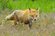 American Red Fox (Vulpes vulpes). Grand Teton National Park, Wyoming, June.
