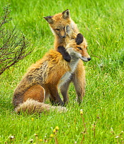 American Red Fox (Vulpes vulpes) cubs playing with its mother. Grand Teton National Park, USA, June.