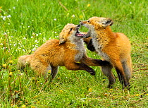 American Red Fox (Vulpes vulpes) cubs playing. Grand Teton National Park, Wyoming, June.