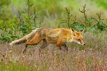American Red Fox (Vulpes vulpes) stalking. Grand Teton National Park, Wyoming, June.