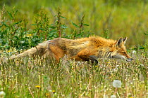 American Red Fox (Vulpes vulpes) stalking. Grand Teton National Park, Wyoming, June.