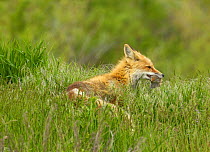 American Red Fox (Vulpes vulpes) with Uinta ground squirrel (Urocitellus armatus) prey. Grand Teton National Park, Wyoming, USA, June.