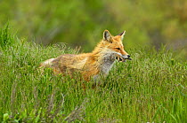 American Red Fox (Vulpes vulpes) with Uinta ground squirrel (Urocitellus armatus) prey. Grand Teton National Park, Wyoming, USA, June.