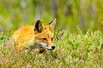 American Red Fox (Vulpes vulpes) female stalking. Grand Teton National Park, Wyoming, USA, June.
