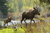 Moose (Alces alces) mother and calf. Grand Teton National Park, Wyoming, USA, June.
