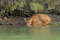 Elk / Wapiti (Cervus canadensis) resting by water, calf waiting for mother. Grand Teton National Park, Wyoming, USA, June.