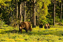 Grizzly Bear (Ursus arctos horribilis) cubs following their mother. Grand Teton National Park, Wyoming, USA, June.