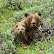 Grizzly Bear (Ursus arctos horribilis) mother and cubs. Grand Teton National Park, Wyoming, USA, June.