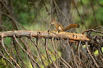 American Red Squirrel (Tamiasciurus hudsonicus). Grand Teton National Park, Wyoming, October.