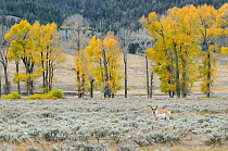 Pronghorn (Antilocapra americana) in landscape. Yellowstone National Park, October.