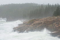 Storm surge waves breaking on coastal rocks, with person seen through the sea spray. Acadia National Park, Maine. The Atlantic Ocean, Hurricane Sandy, October 2012.
