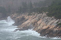Acadia National Park, Maine. The Atlantic Ocean. Post-Hurricane Sandy, October.