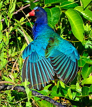 American Purple Gallinule (Porphyrio martinica) displaying brightly coloured wings. Everglades National Park, Florida, USA, March.