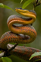 Neotropical bird eating snake (Pseustes poecilonotus) Guanacaste National park, Costa Rica